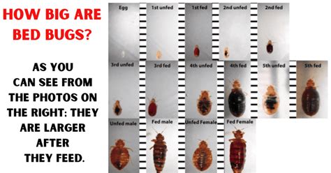 Can You See Bedbugs: Size, Identification, Removal, Prevention